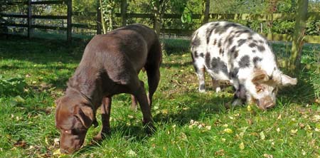 Fishers Mobile Farm - pig n dog mooching